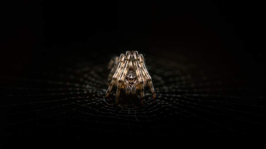 A close view of a spider on a web with its legs bunched closely together