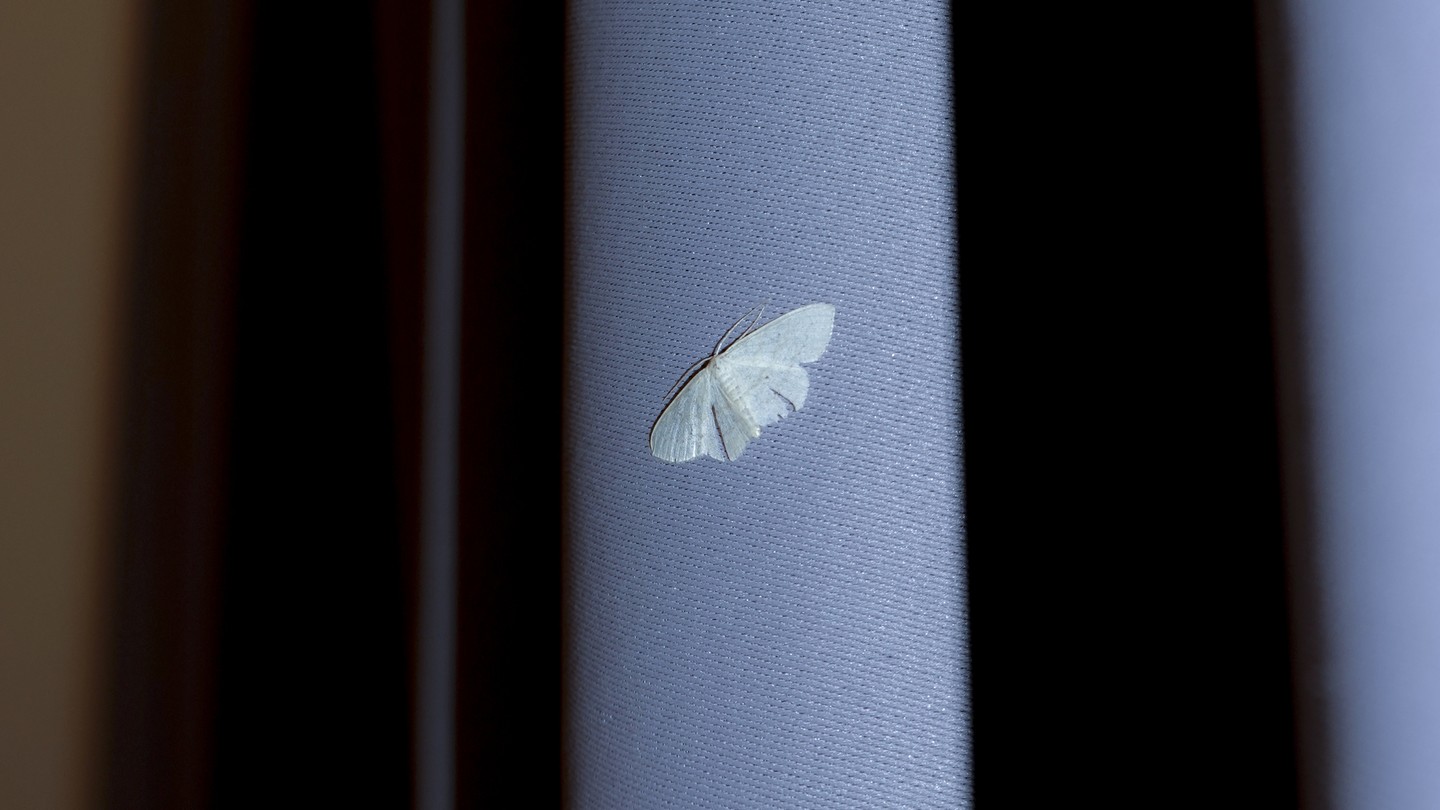 A small white moth on a light-blue curtain