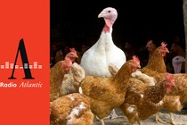 Chickens on a farm
