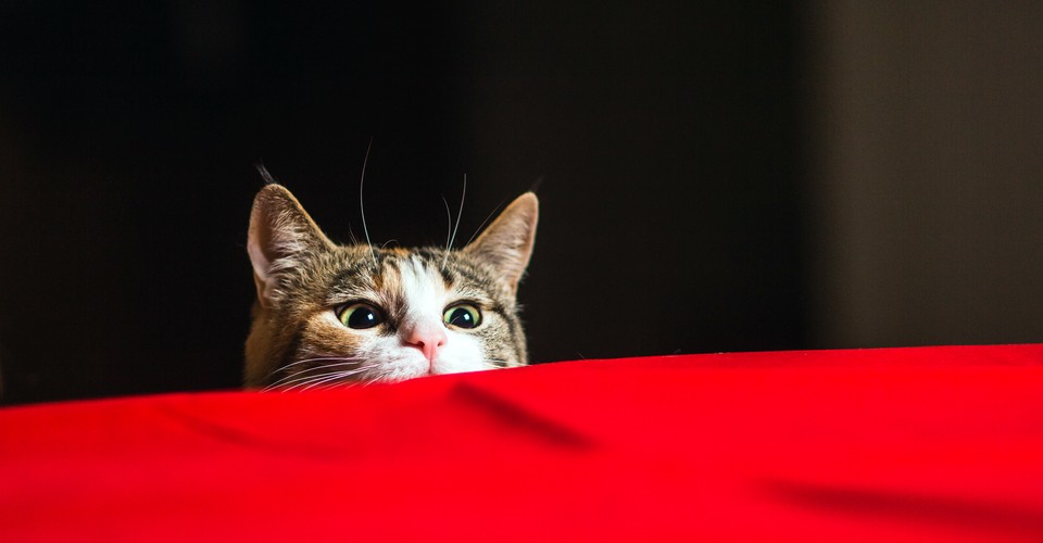 Why We Think Cats Are Psychopaths - The Atlantic