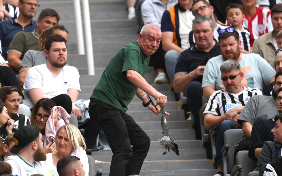 A person holds a dead pigeon by its wing, carrying it down steps amid a stadium crowd.