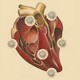 A drawing of a human heart with coronaviruses surrounding it