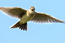 A skylark flying with its wings open against a bright blue sky