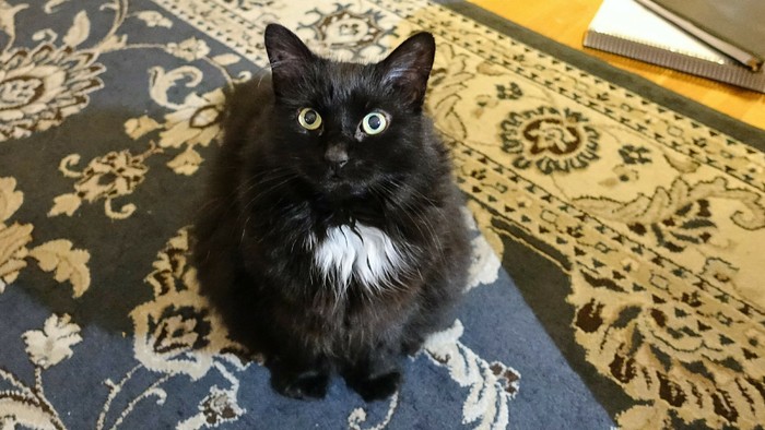 A photo of Carla, a black cat with tufts of white fur