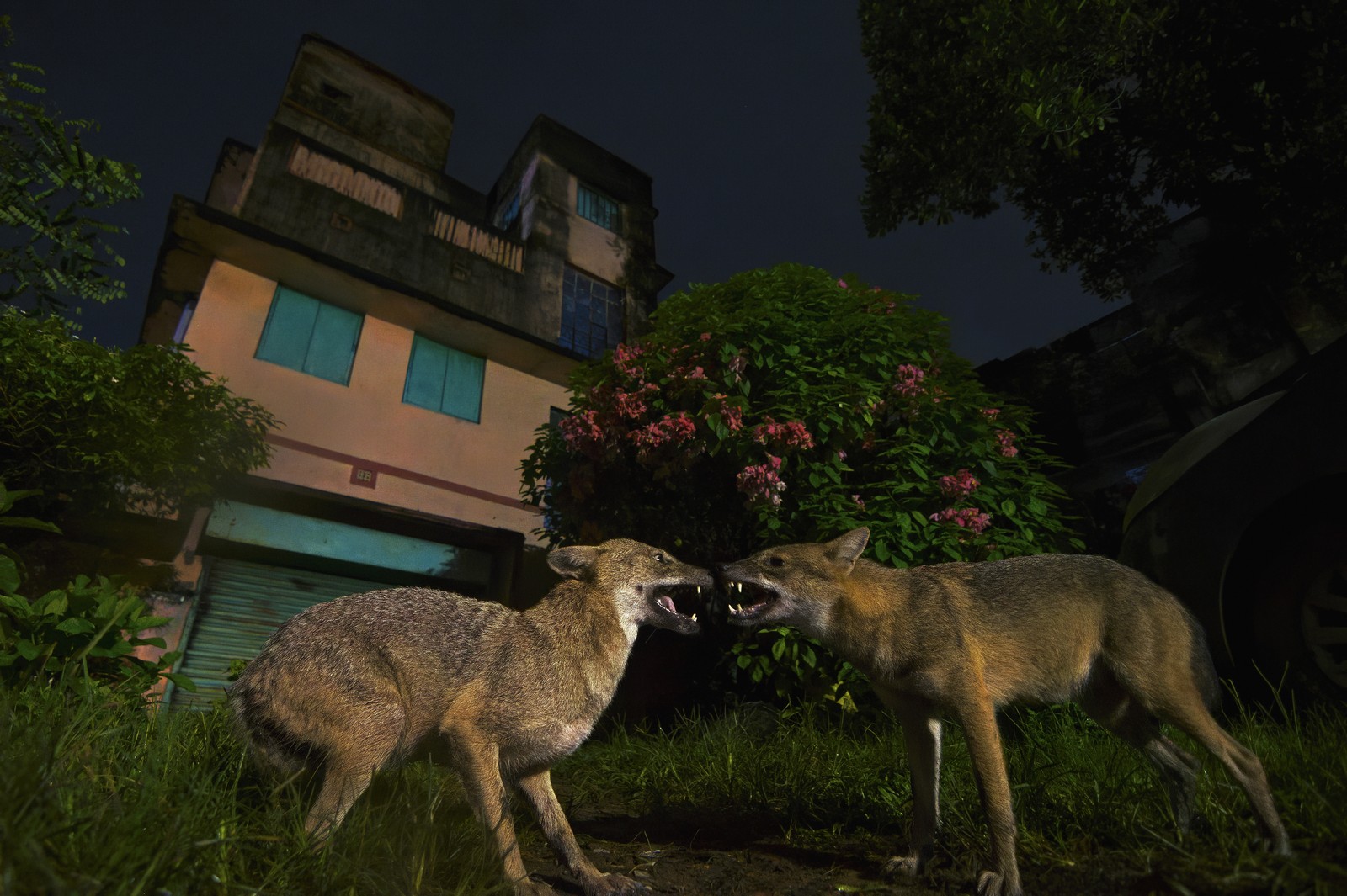 Two jackals face off against each other in front of a house.