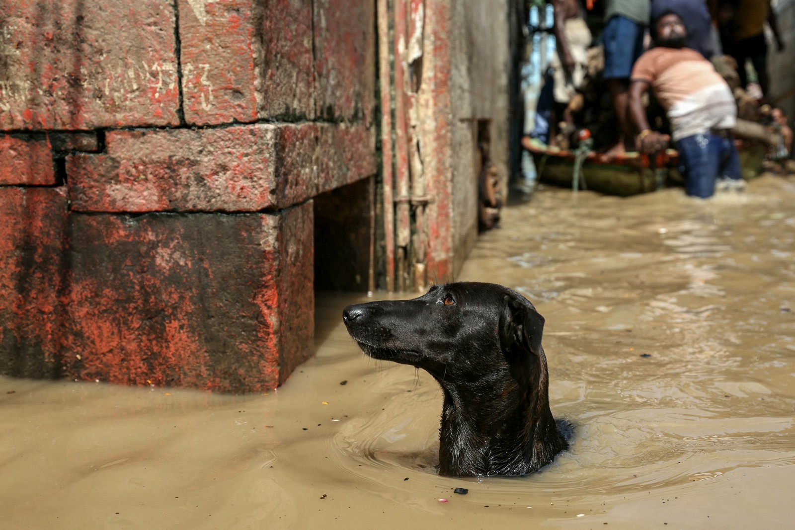 A dog wades through deep floodwater.