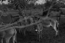 Picture of donkeys in a pen in west Mali
