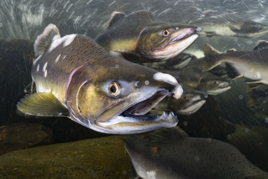 Several large salmon are seen underwater, approaching the photographer in a fast-moving stream.