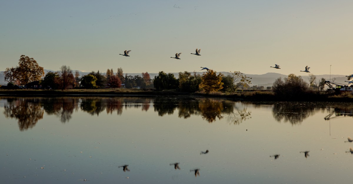 Habitat ‘Pop-Ups’ Might Be Nice Information for Birds