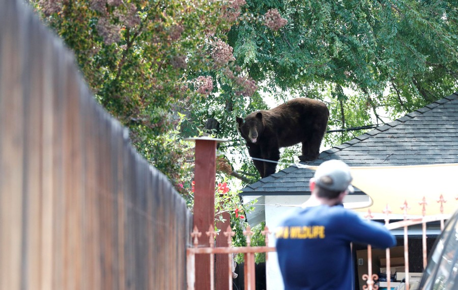 A person aims a rifle with a tranquilizer dart at a bear standing on the roof of a house.