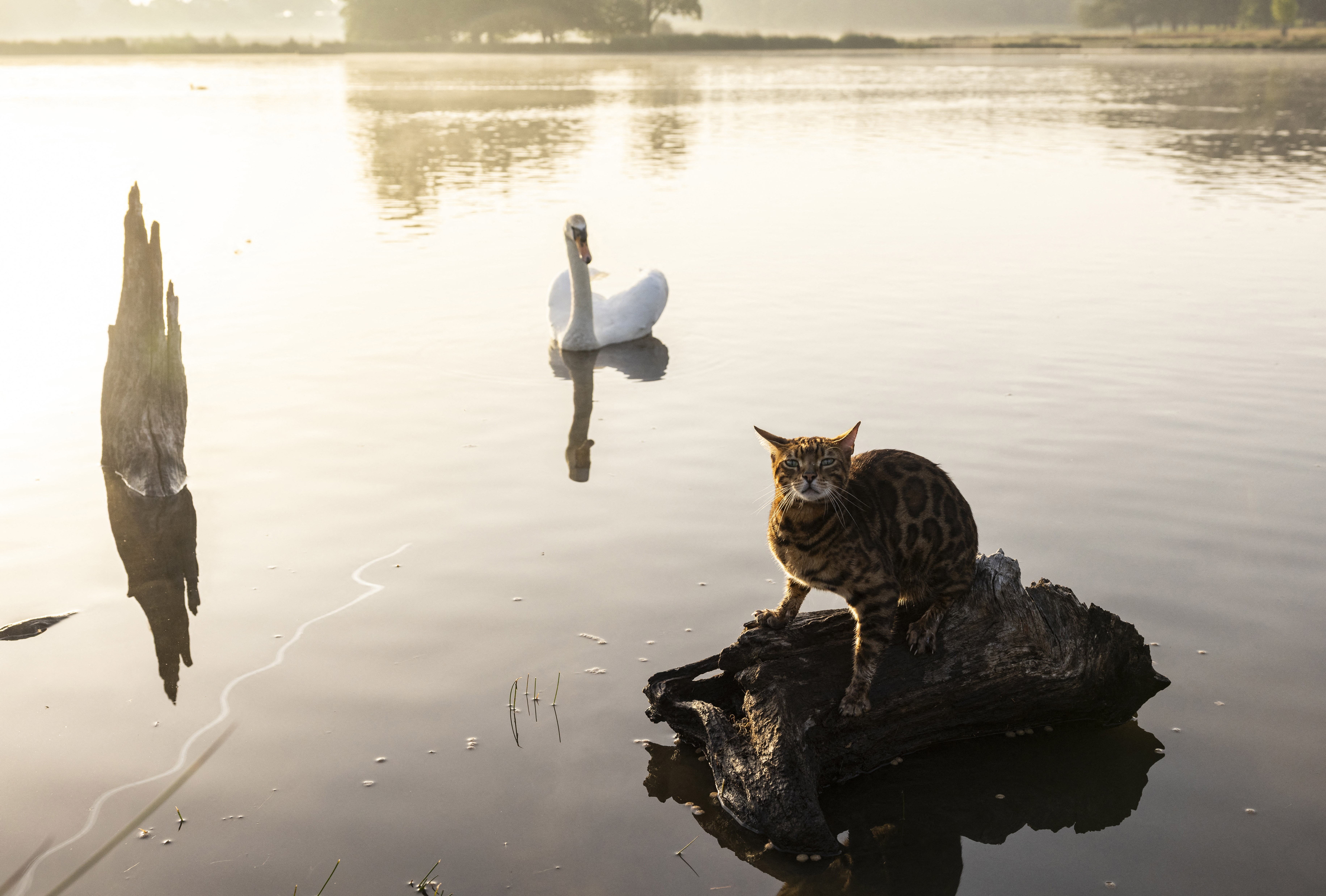 A Bengal cat poses on a log at the edge of a pond, with a curious swan swimming behind it.