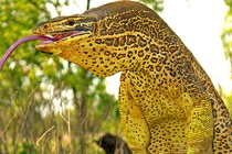 A yellow-spotted goanna with its tongue sticking out