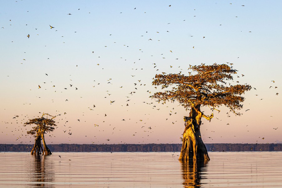 Many tree swallows hunt for insects and perch on cypress trees in shallow water.
