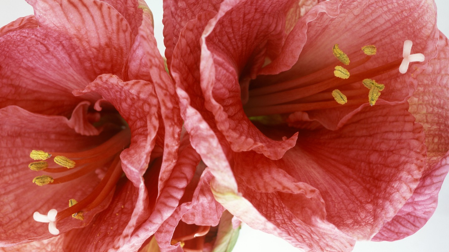 A close-up photo of two pink flowers with yellow stamens