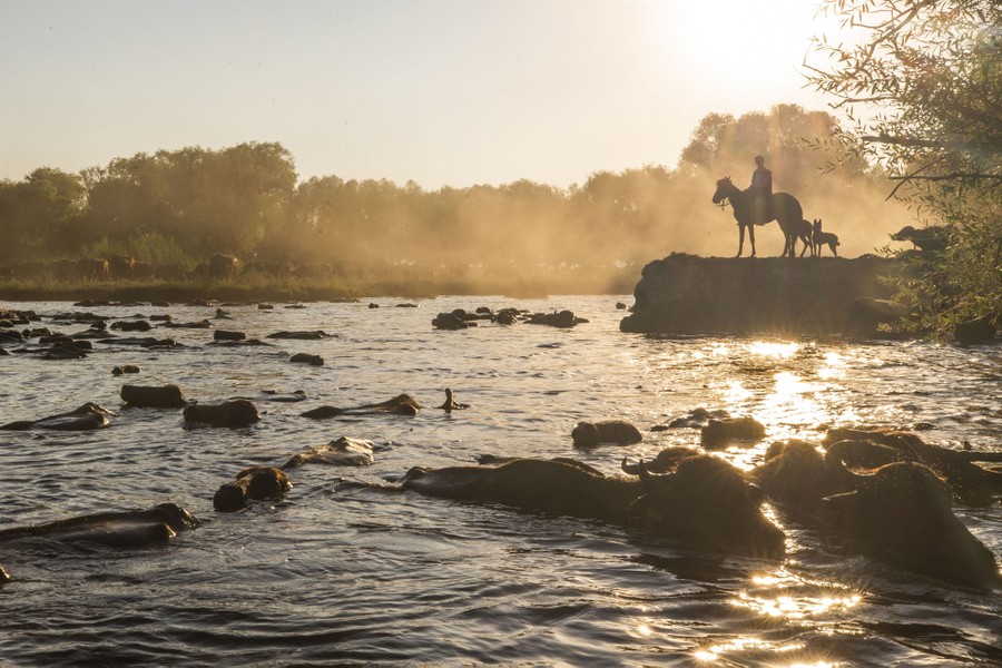 A man sits on a horse while watching water buffalo cool off in water.