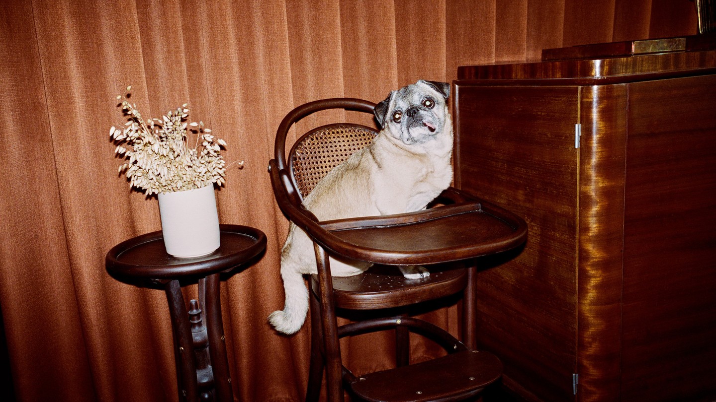A pug sits on a wooden chair against a brown curtain, next to a vase of flowers on a side table.