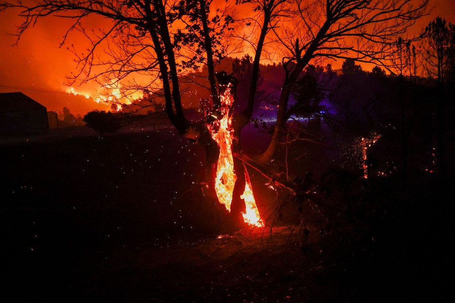 A night view of a wildfire, focused on a particular tree in the center that is burning from the inside