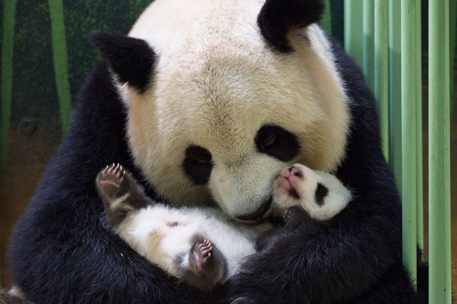 A mother panda cuddles her cub.