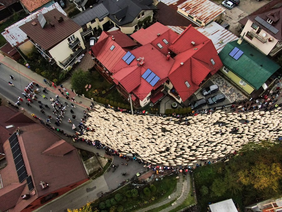 An aerial view of of sheep following their shepherds through a city street