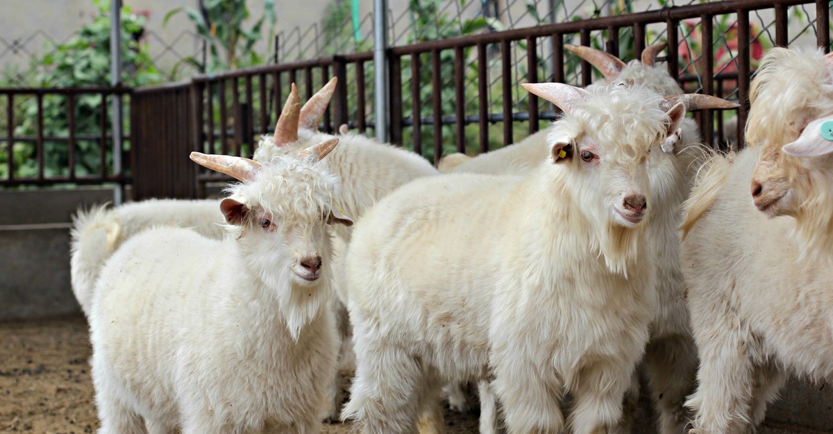 Goat cashmere sweaters shop