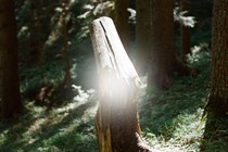 A bent tree trunk in the sun