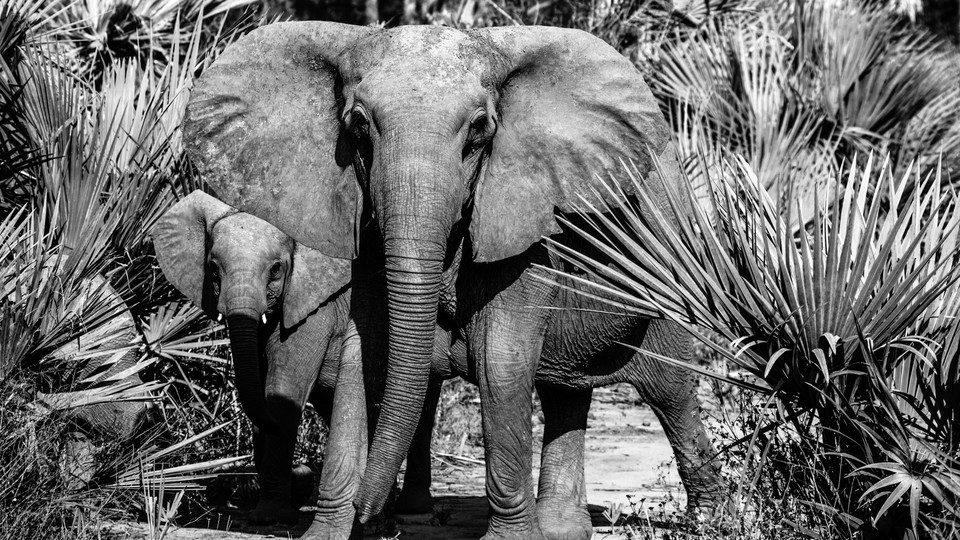 A tuskless female elephant and her calf