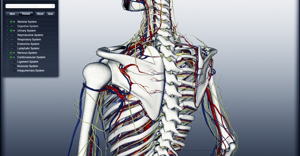 Dissecting The BioDigital Human: A 3D Anatomy Lesson - The Atlantic