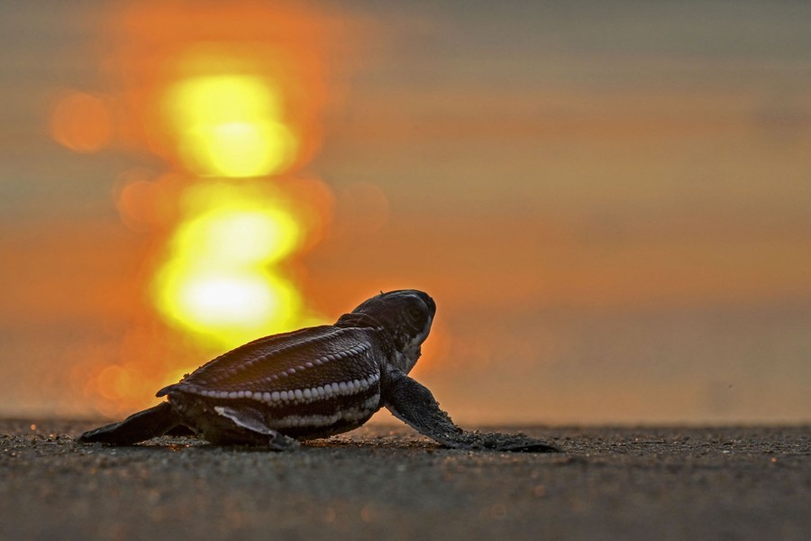 A sea turtle hatchling moves across a beach at sunset.