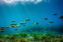 A school of green and yellow fish swim in shallow water.