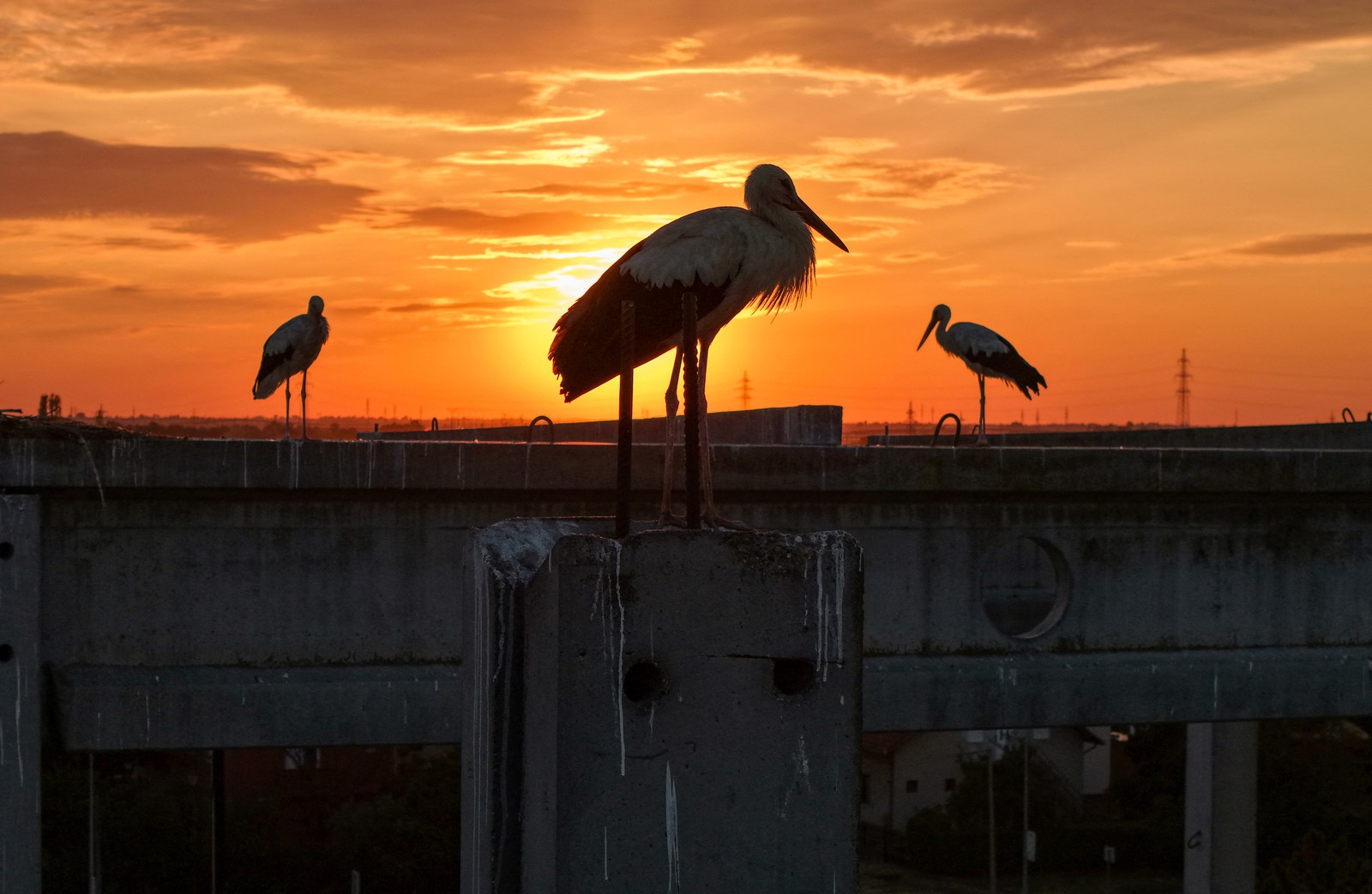 Three storks stand on concrete pillars in an unfinished building site, seen in silhouette against a sunset.
