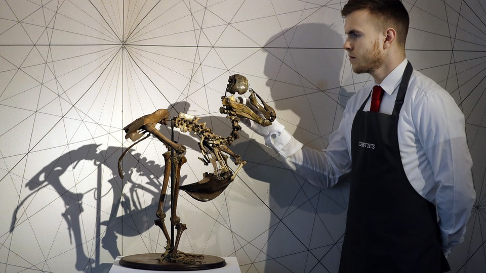 A dodo skeleton displayed by an employee of Christie's auction house.