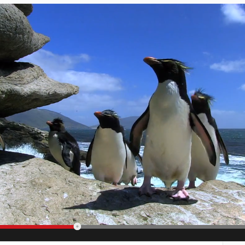 Fauna: An Adorable Blooper Reel of Penguins Slipping on Ice - The Atlantic