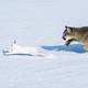 A cougar chasing a snowshoe rabbit through the snow