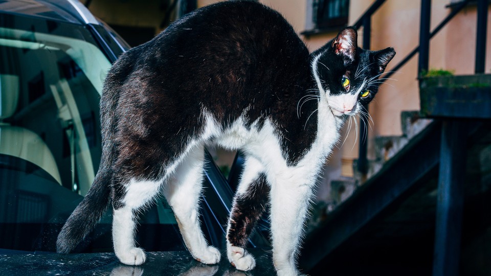 TikTok Says This Is the 'Greatest Cat Toy Ever Invented' & It's on