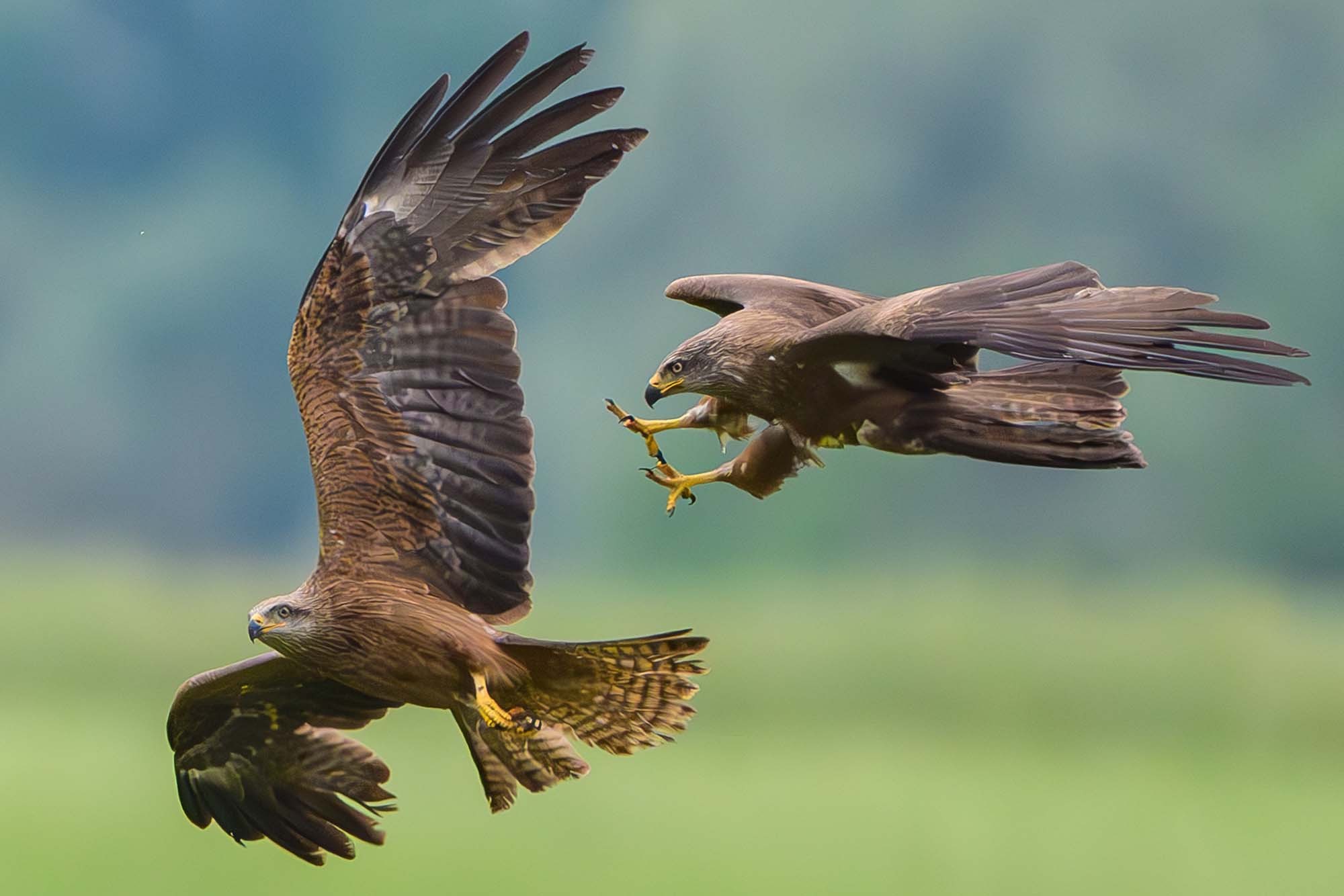 Two raptors chase each other above a hilly landscape.