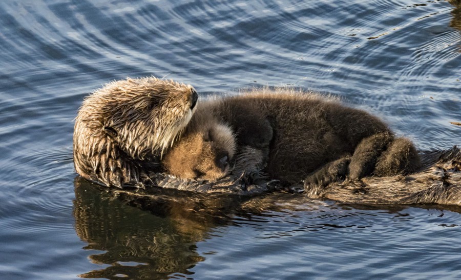 A sea-otter pup sleeps on its mother's belly while floating in a bay.
