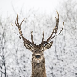A deer looks straight toward the photographer, standing in front of snow-covered trees.