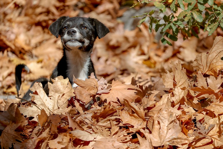 A smll dog plays in fallen leaves .