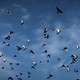 Birds flying blue sky