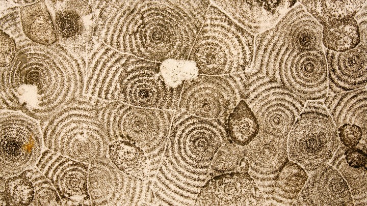 Mold grows in concentric circles on a ceiling in a New Orleans apartment after Hurricane Katrina.