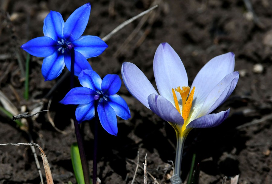 Three blue and purple flowers, blooming