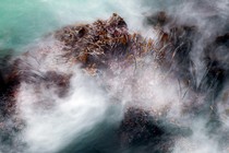 Kelp at incoming tide along Olympic National Park coastline.