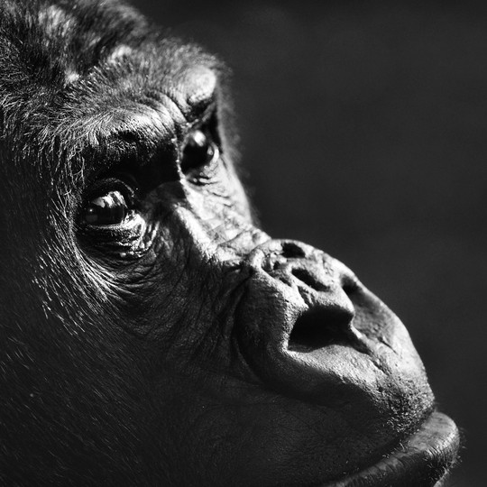 Weird best sale ape reviews