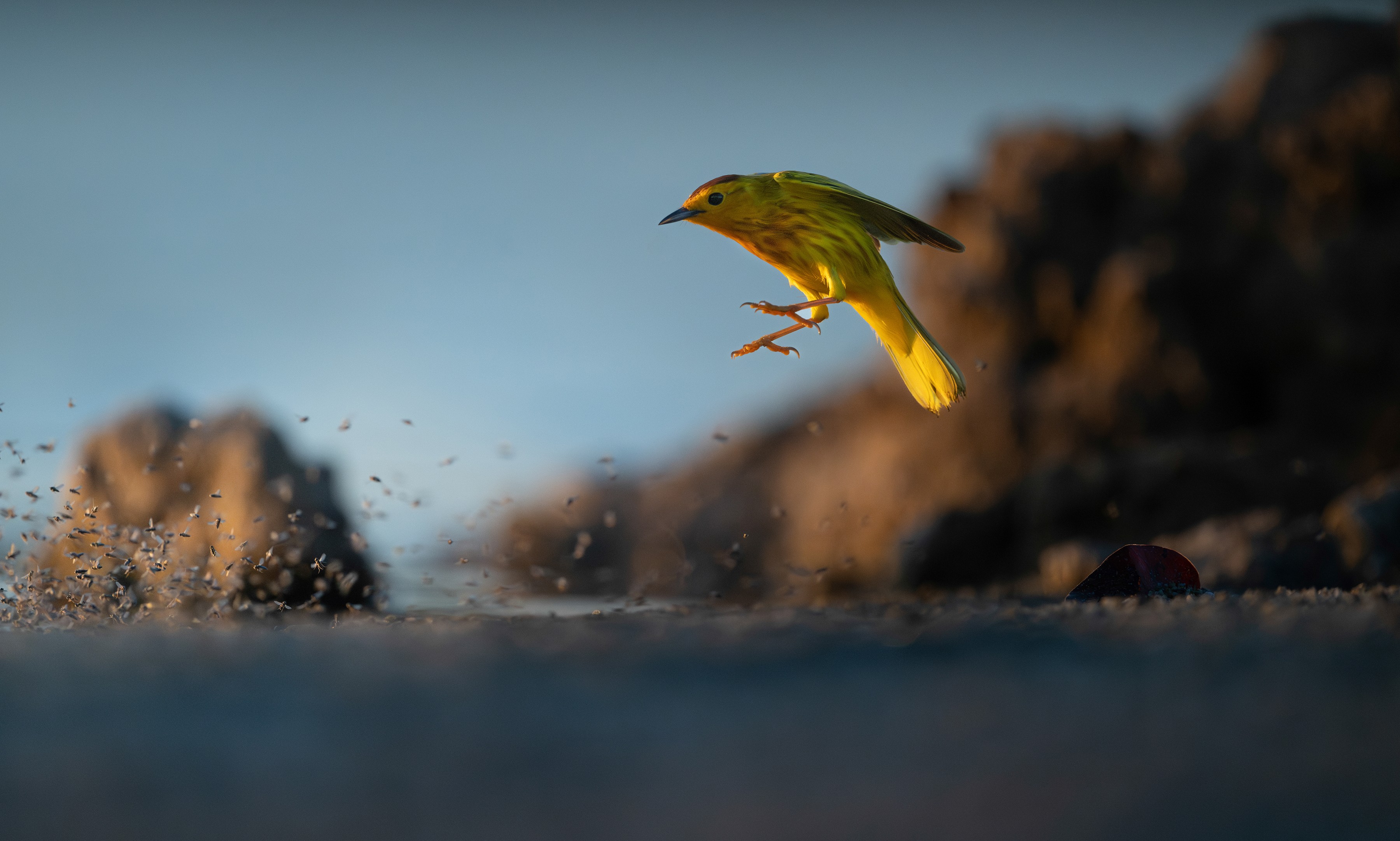 A small yellow bird hops near a swarm of flies on a beach.