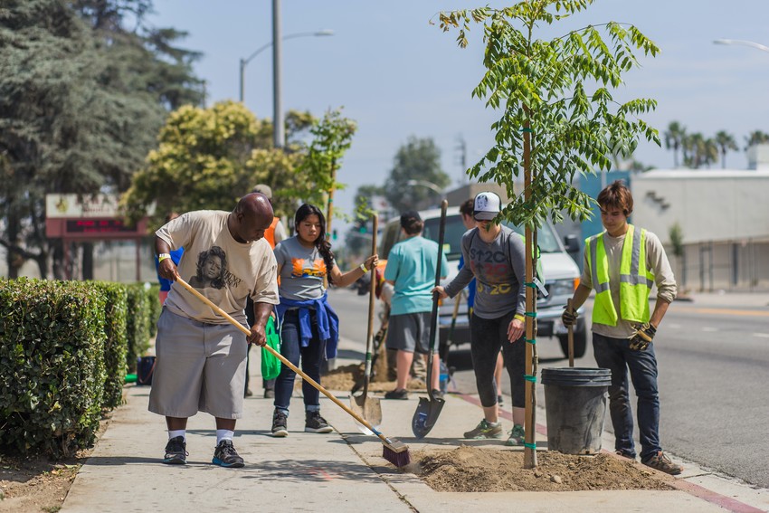 Our Towns A Plan to Grow 90,000 Trees in Los Angeles The Atlantic