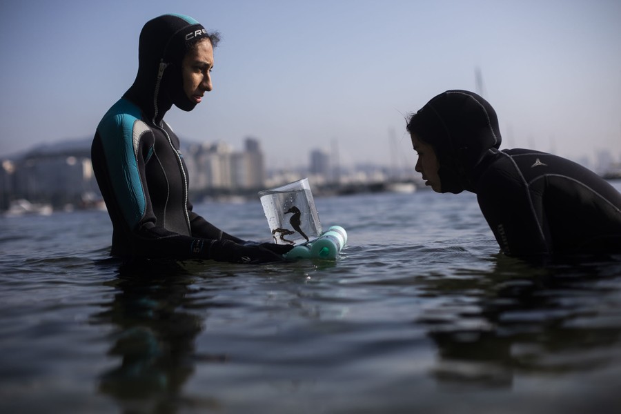 Two people stand in waist-deep water; one holds a clear container with two seahorses inside.