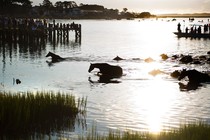 Photo of ponies swimming in water