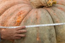 A giant, light-orange pumpkin seen up close, with a hand holding up a measuring tape around it.