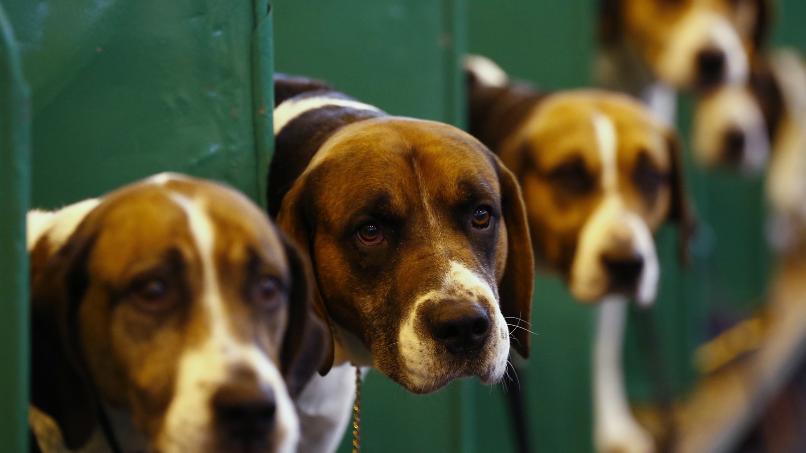 The Promise Of Dognition Com Play With Your Dog For Science The Atlantic