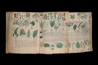photo of medieval book open with right page that folds out, covered with various drawings of plants and long rows of handwritten script